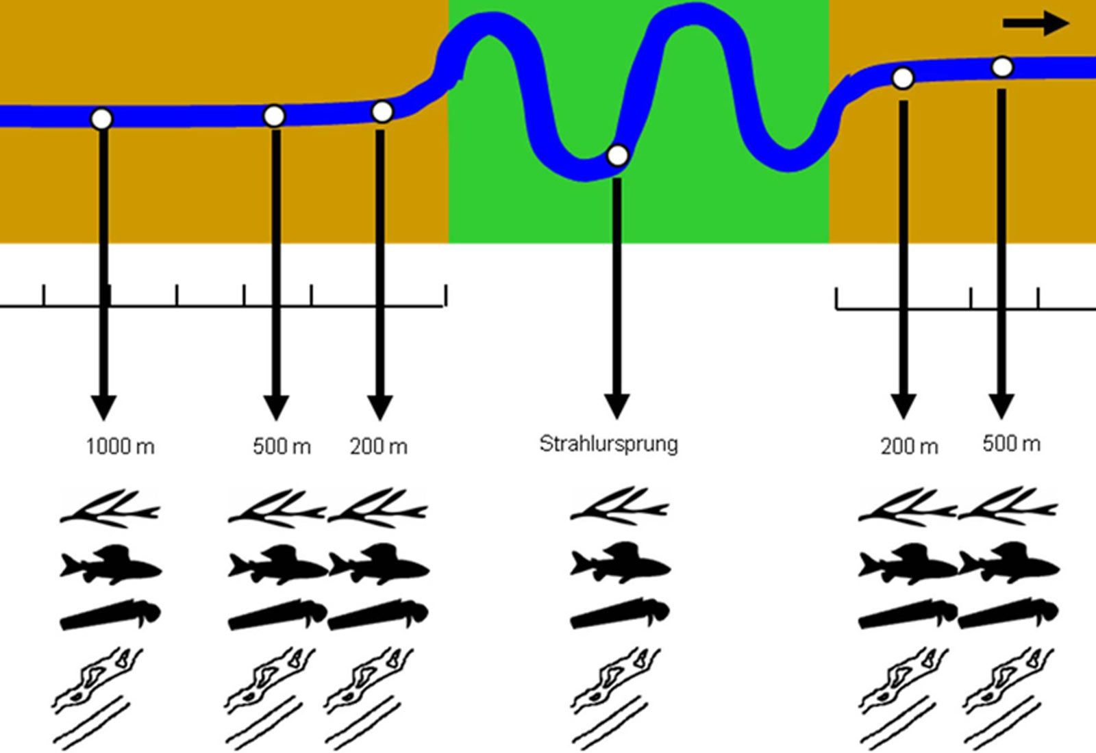 Strahlwirkung zum Ausgleich morphologischer Defizite in Fließgewässern